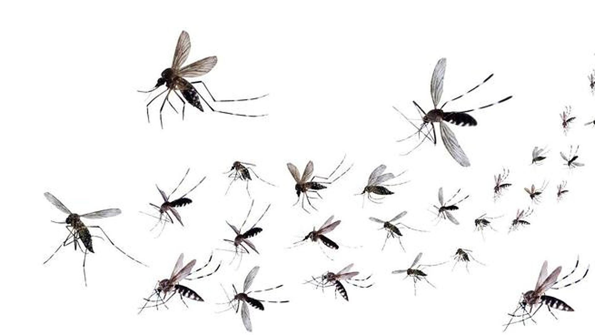 Mosquitoborne dengue fever has arrived in Spain, WHO warns Sur in